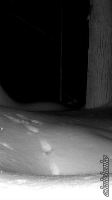 КТО ОСТАВИЛ СЛЕД