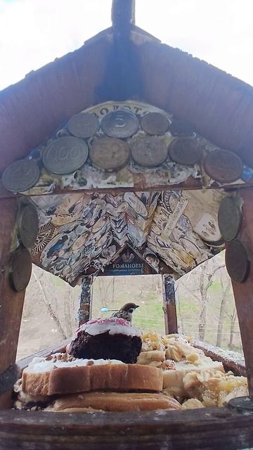 1000015485.mp4Кормушка.16.04.2026г.