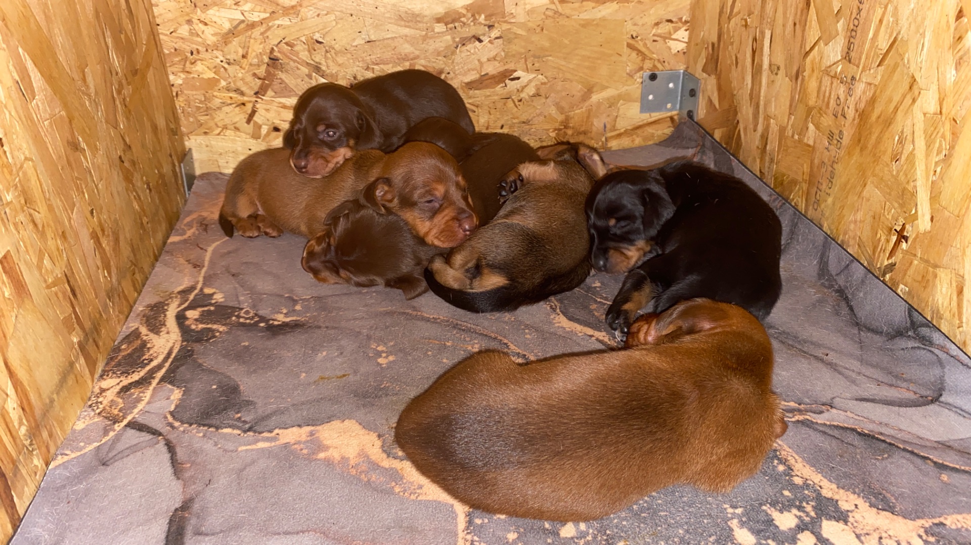 Пока Боня вылезла, немного поснимала щенков
