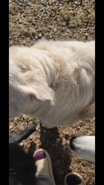 Передержка собак  за городом