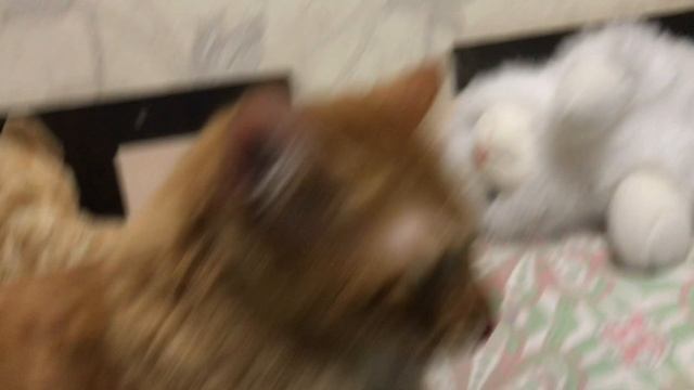 У меня закончились идеи. Буду снимать кота.