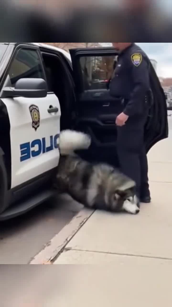 #Милые #видео #животные