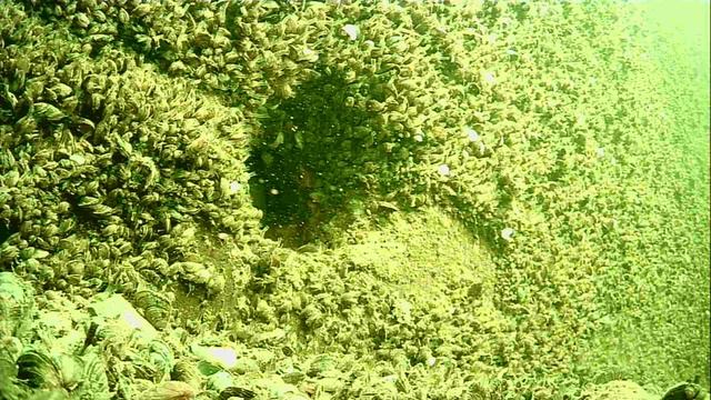 1000015383.mp4Волга гл.5м.16.04.2026г.