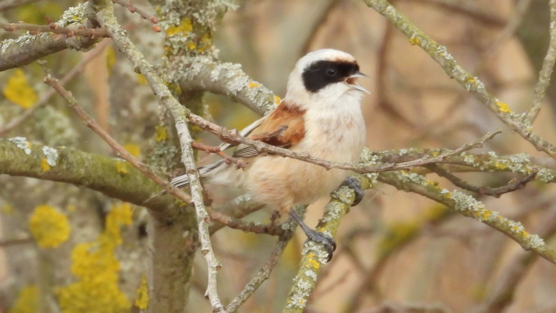 Ремез прилёт птиц весной в Новгородскую область 16 апреля 2026 Ремез поёт и собирает пух для гнезда