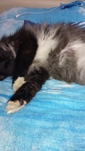 Мишка 😻😻😻спит 🐱🐱🐱