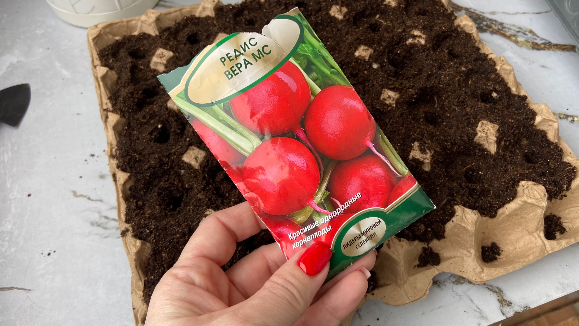 Сею редис в ячейки из под яиц для раннего урожая.