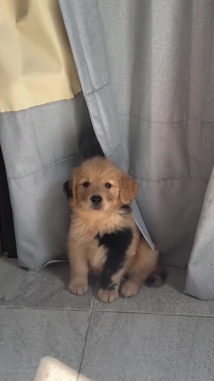 #видео #Милые #животные