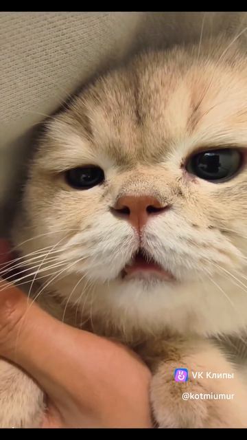 Милаш правда