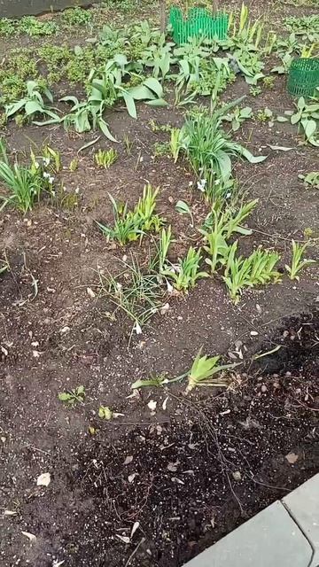 20260416 Это не дача и не лесная лужайка. Это палисадник нашего дома.