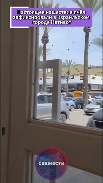 🐝  Настоящее нашествие пчёл зафиксировали сегодня в израильском городе Нетивот
