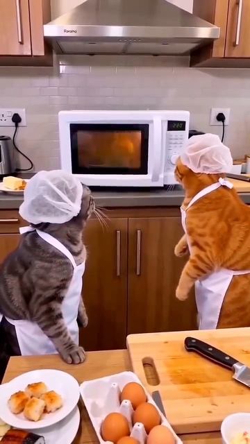 Две хозяйки на кухне)котики 🐈