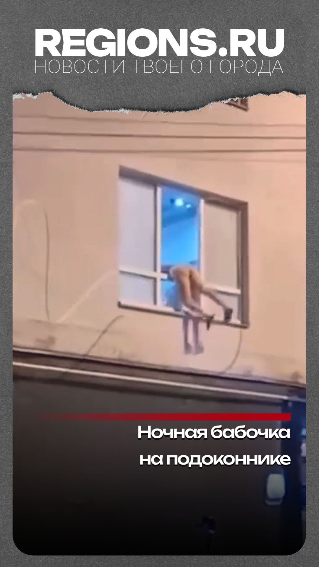 Ночная бабочка на подоконнике