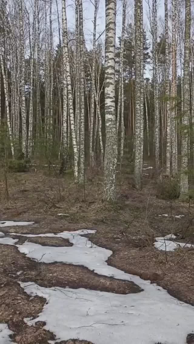 В лесу весна.