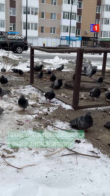 Не кормите голубей