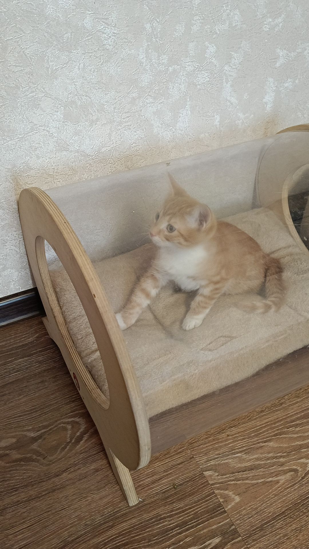 Мы создали серию прозрачных домиков напольных  и настенных🐾