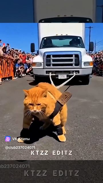 Эдит очень умных котов