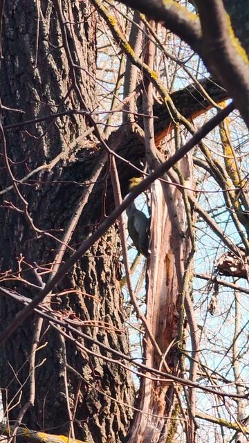 Как кричит и стучит седой дятел  #birdwatching #birds #birdlovers