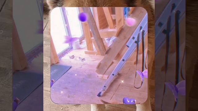 1000056204.mp4 (Собака наблюдает за устройством лестницы на 2-ой этаж в доме А-фрейм)