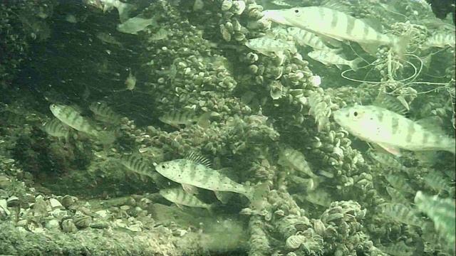 1000015386.mp4Волга гл.2м.16.04.2026г.