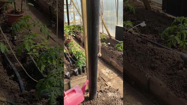 георгины черенкование 16 апреля #теплица #дача #садоводничество #огород #уходзатеплицей
