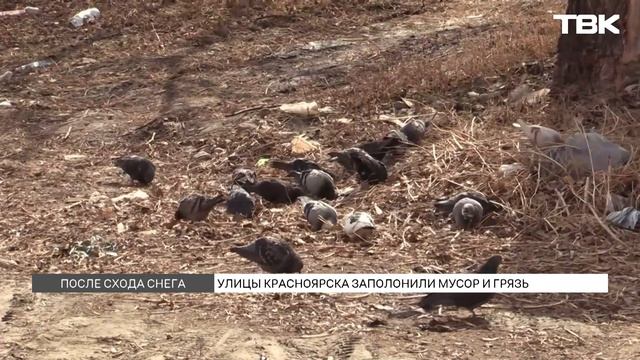 Красноярск утопает в мусоре после зимы
