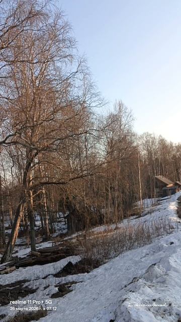 Мартовское утро в Новокемском, пение птиц, 2026.