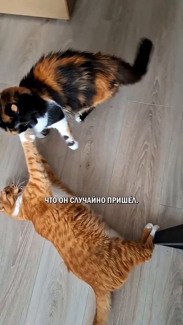 Всем посылают котов #кот