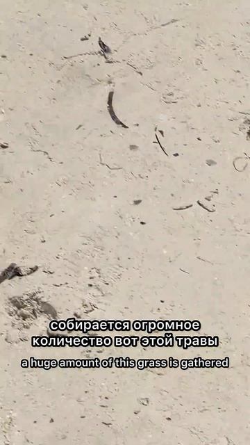 КАК ДОБЫВАЮТ МОРСКИЕ ВОДОРОСЛИ?