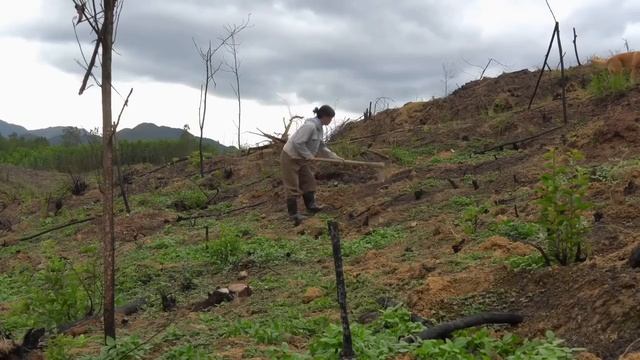 Сбор чеснока, имбиря, помидоров и овощей. Приготовила партию вкусного томатного соуса.