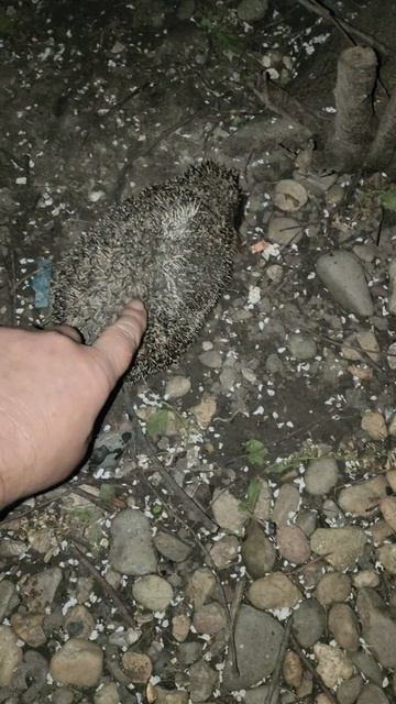 Пацаны снова устроили разборки.