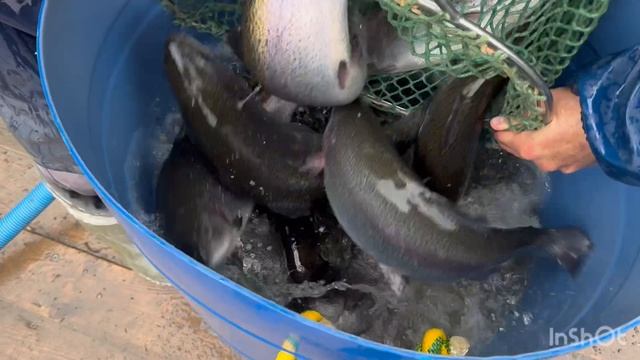 Пополнение садков Форелью