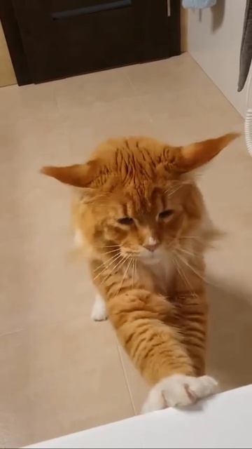 Автор видео: Giantmainecooncat