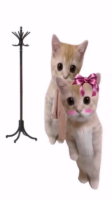 котята пояснят