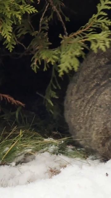 Веселый Барсюшка 16-04-2026