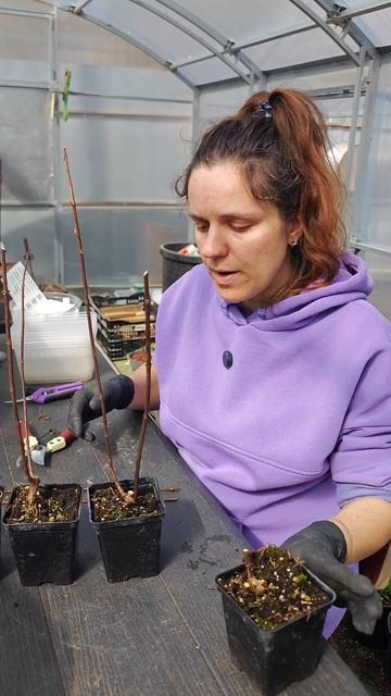 Весенняя обрезка метельчатой гортензии на 1-2 почки