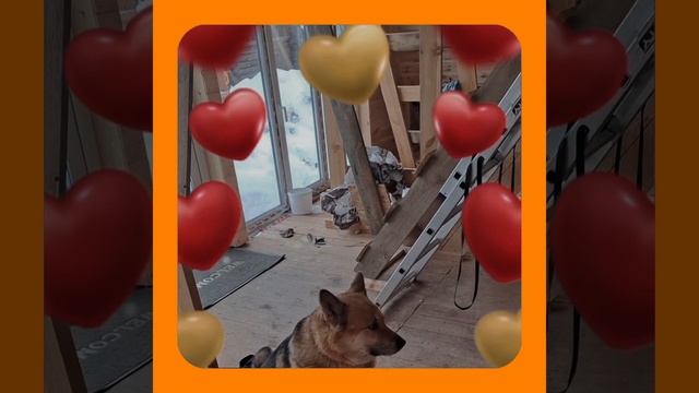 1000056201.mp4 (Собака наблюдает за устройством лестницы на 2-ой этаж в доме А-фрейм)