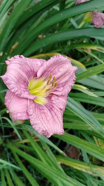 #Лилейники после дождя, наш сад 2025