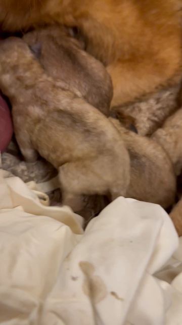 ПЕРВЫЕ ЗВУКИ маленькой жизни The FIRST SOUNDS Of The Small Life