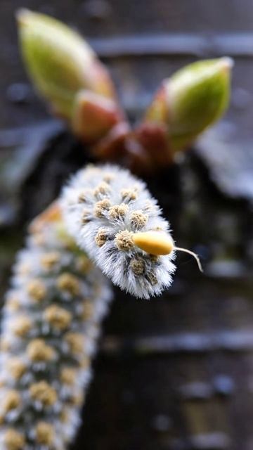 Когда пыльца цепляется — взгляд уже не увести