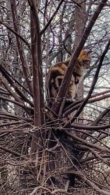 Дикие кошки