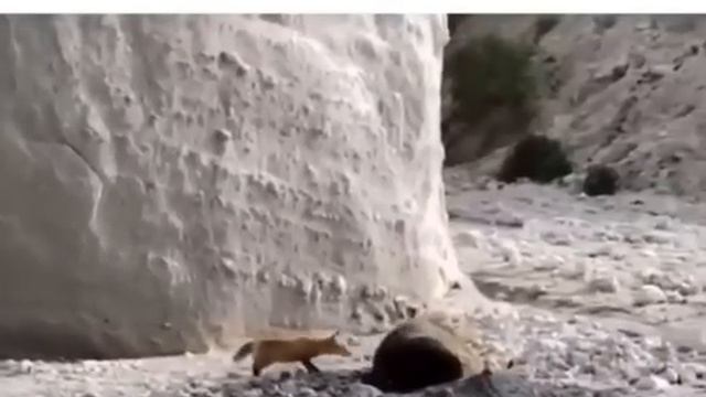 Лиса 🦊 заигрывает с медведем 🐻