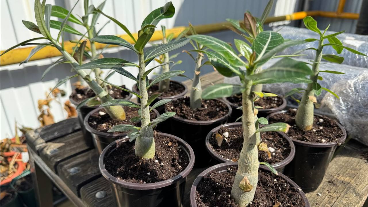 Сегодня день пересадки Адениумов и Плюмерии.