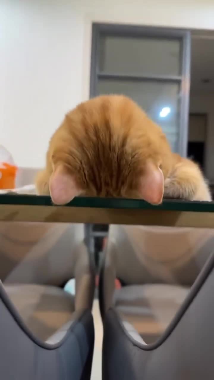 #Милые #видео #животные