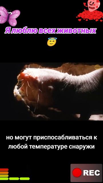 Я люблю всех животных😇