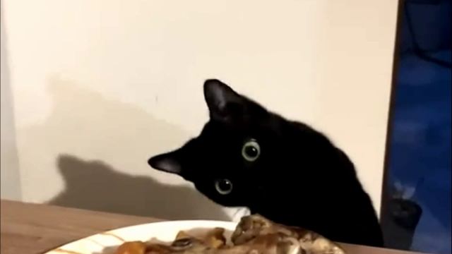 Заставка для видео  ЧЕРНЫЙ КОТ ЖЕЛАЕТ ПОЕСТЬ № 531