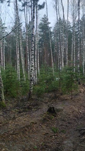 Пение птиц в весеннем вечернем  лесу