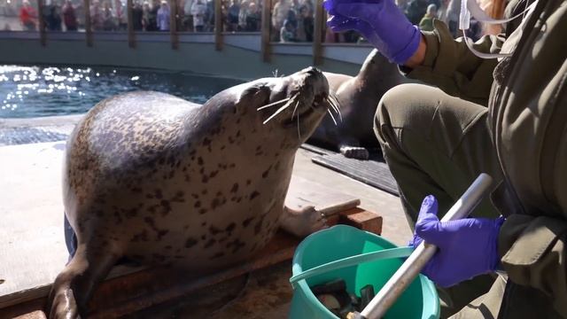 Какие методы используют для работы с ластоногими в Московском зоопарке.