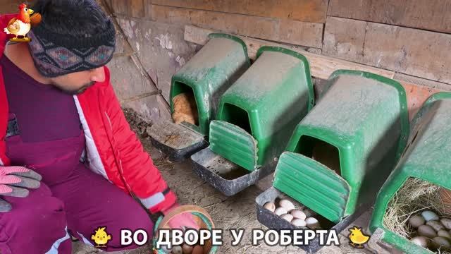 Содержание кур в домашних условиях и других птиц во дворе у Роберта 🐣🐤🦆🐔🪿🦃 (469)