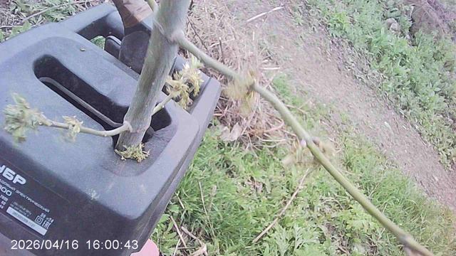 Утилизация веток садовым измельчителем ЗУБР ЗИЭ-44-2800