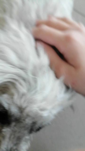 Я опять встретил собачку после тренировки